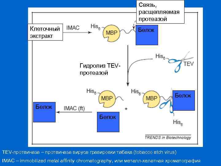 Связь, расщепляемая протеазой Клеточный экстракт Белок Гидролиз TEVпротеазой Белок TEV-протеиназа – протеиназа вируса гравировки