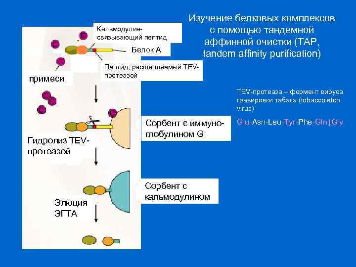 Комплексы белков