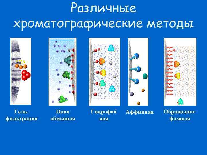 Различные хроматографические методы Гельфильтрация Ионо обменная Гидрофоб ная Аффинная Обращеннофазовая 