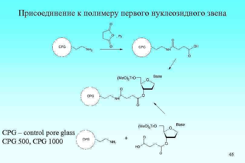 Присоединение к полимеру первого нуклеозидного звена CPG – control pore glass CPG 500, CPG