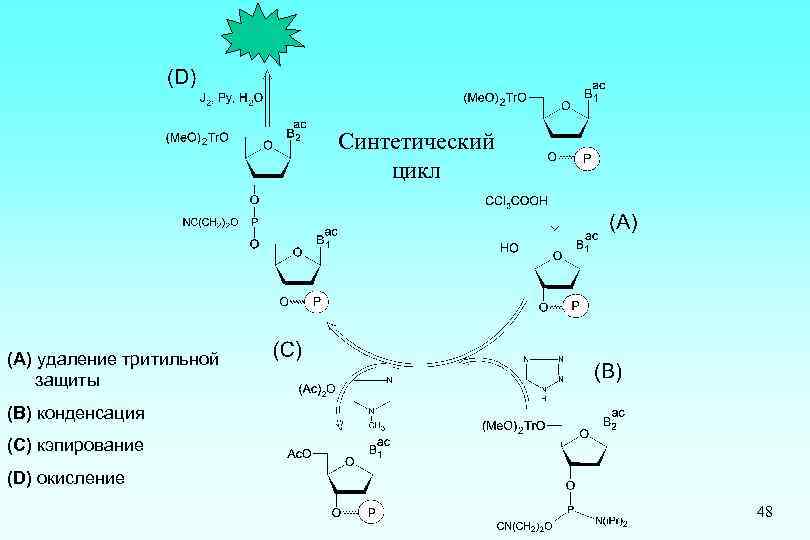 Синтетический цикл (А) удаление тритильной защиты (В) конденсация (С) кэпирование (D) окисление 48 
