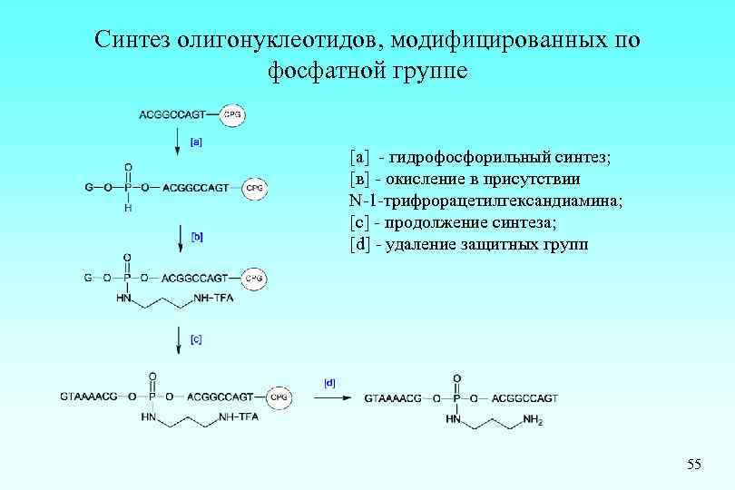 Синтез олигонуклеотидов, модифицированных по фосфатной группе [a] - гидрофосфорильный синтез; [в] - окисление в