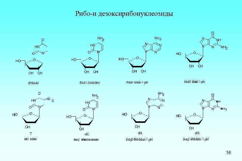  Рибо-и дезоксирибонуклеозиды 56 