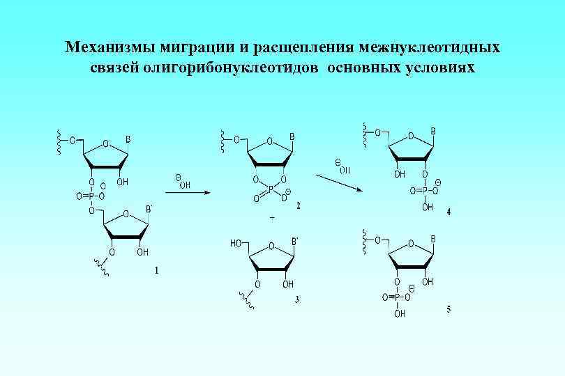 Механизмы миграции и расщепления межнуклеотидных связей олигорибонуклеотидов основных условиях 