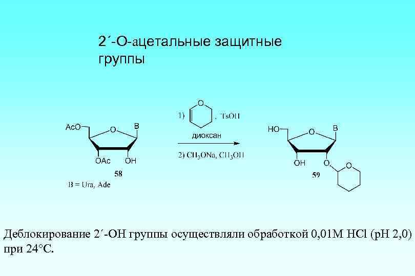 2´-O-ацетальные защитные группы Деблокирование 2´-OH группы осуществляли обработкой 0, 01 М HCl (p. H