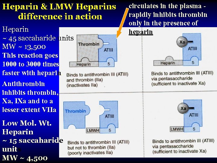 Heparin & LMW Heparins difference in action Heparin ~ 45 saccaharide units MW ~