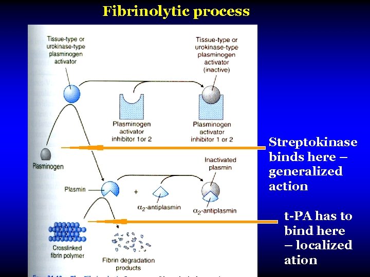 Fibrinolytic process Streptokinase binds here – generalized action t-PA has to bind here –