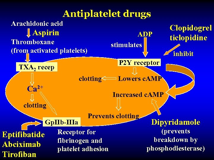 Antiplatelet drugs Arachidonic acid Aspirin ADP Thromboxane (from activated platelets) stimulates Clopidogrel ticlopidine inhibit