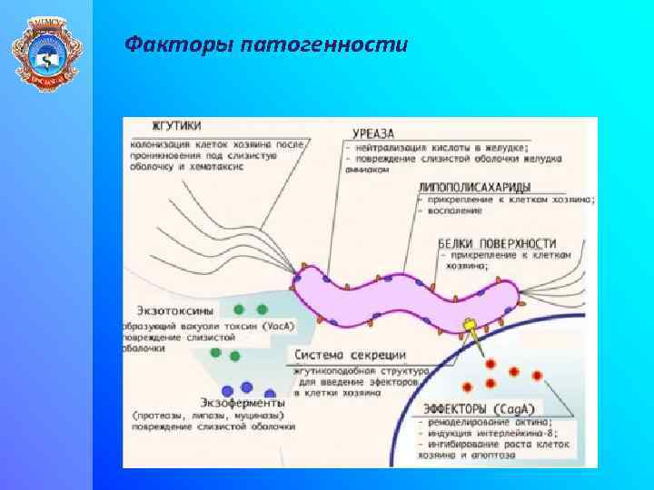 Факторы патогенности 