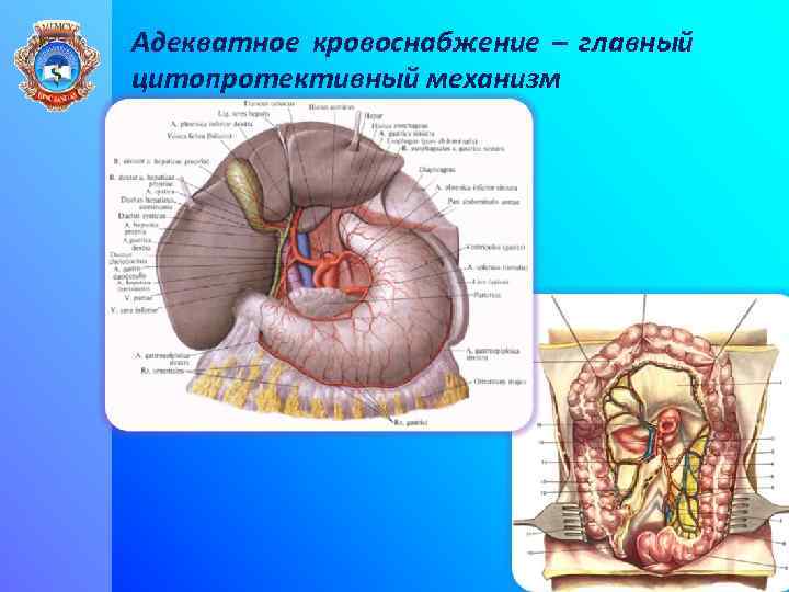 Адекватное кровоснабжение – главный цитопротективный механизм 