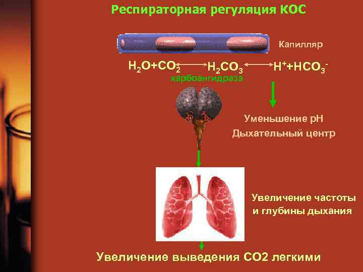 Респираторная регуляция КОС Капилляр H 2 O+CO 2 H 2 CO 3 карбоангидраза H++HCO