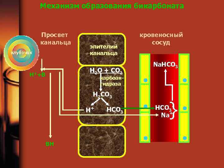 Механизм образования бикарбоната Просвет канальца клубочек эпителий канальца H 2 O + CO 2