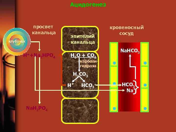 Ацидогенез просвет канальца клубочек Н++Na 2 HPO 4 эпителий канальца H 2 O +