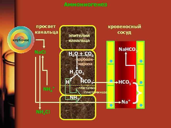 Аммониогенез просвет канальца клубочек Na. Cl эпителий канальца H 2 O + CO 2