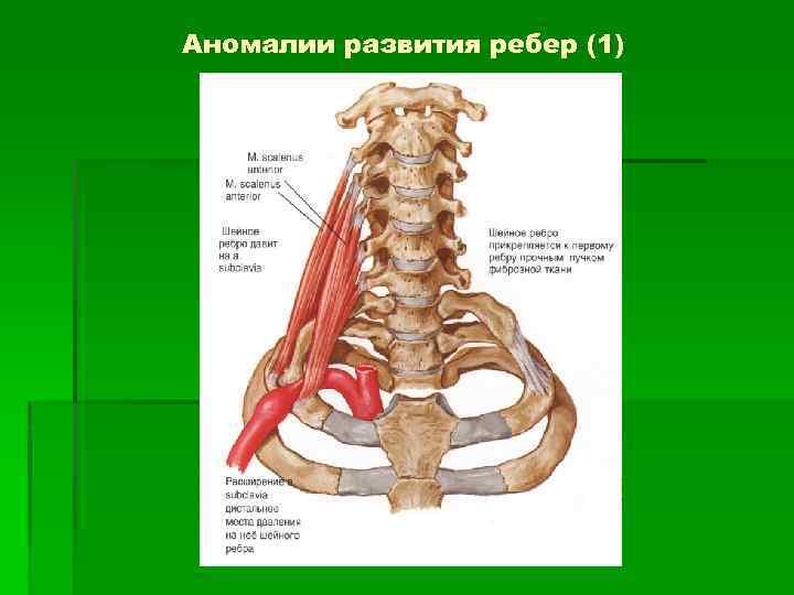 Отрезки ребер