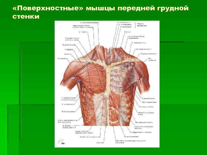  «Поверхностные» мышцы передней грудной стенки 