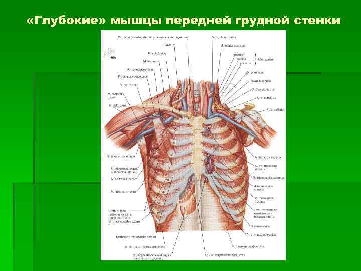 Грудная стенка