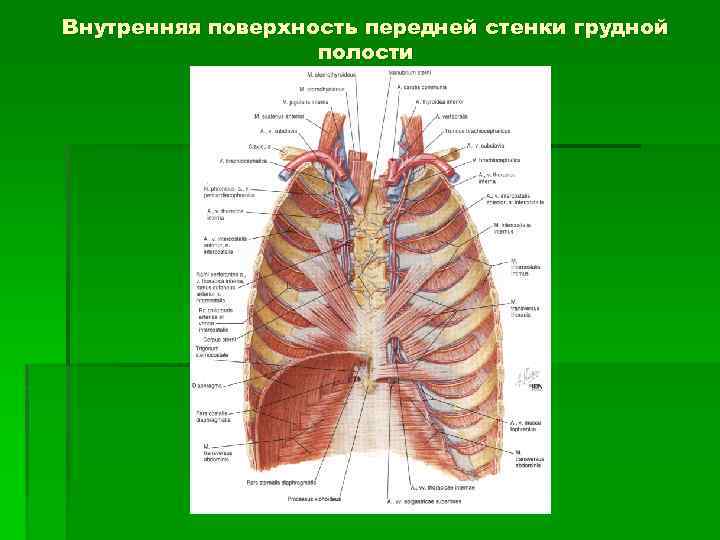 Грудная стенка