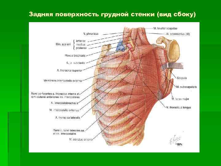 Задняя поверхность грудной стенки (вид сбоку) 