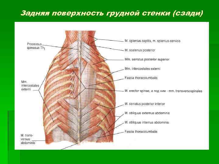 Передний задней стенки. Задняя поверхность грудной стенки. Грудная стенка анатомия задняя. Задняя стенка грудной клетки. Мышцы задней грудной стенки.