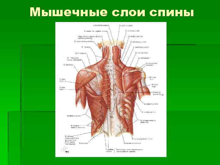 Мышечные слои спины 