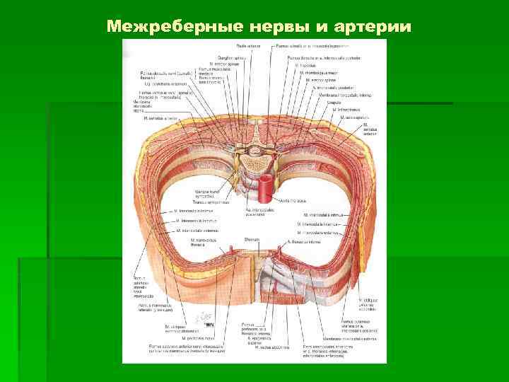 Межреберные нервы и артерии 