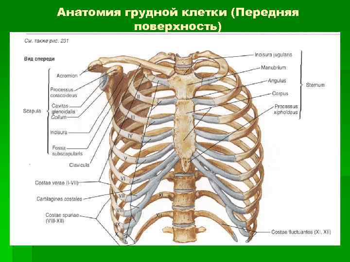 Анатомия грудной клетки (Передняя поверхность) 