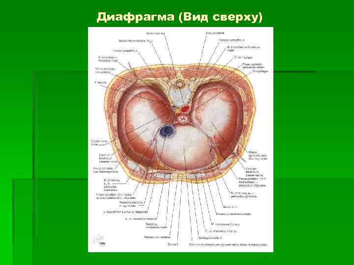 Диафрагма (Вид сверху) 