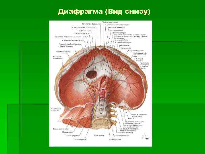 Диафрагма (Вид снизу) 