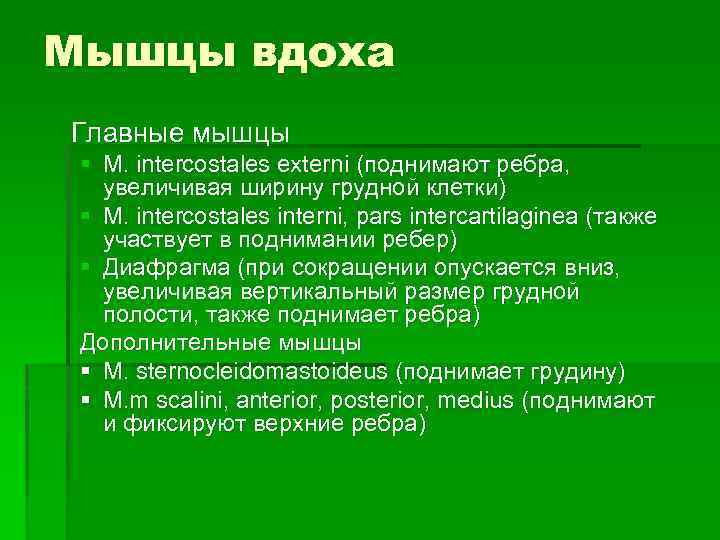 Мышцы вдоха Главные мышцы § M. intercostales externi (поднимают ребра, увеличивая ширину грудной клетки)