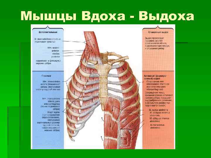 Вдох и выдох таблица