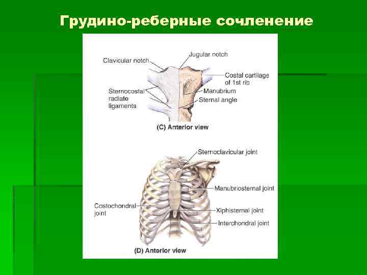 Грудино-реберные сочленение 