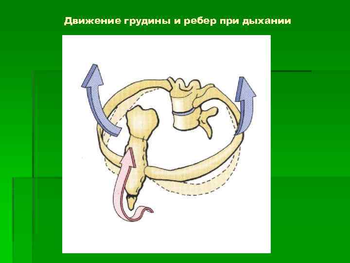Движение грудины и ребер при дыхании 