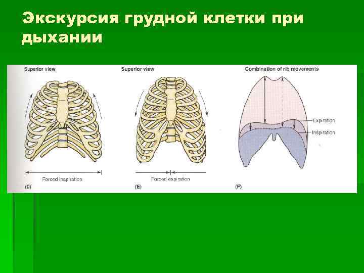 Экскурсия грудной клетки при дыхании 