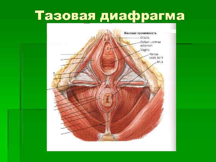 Тазовая диафрагма 