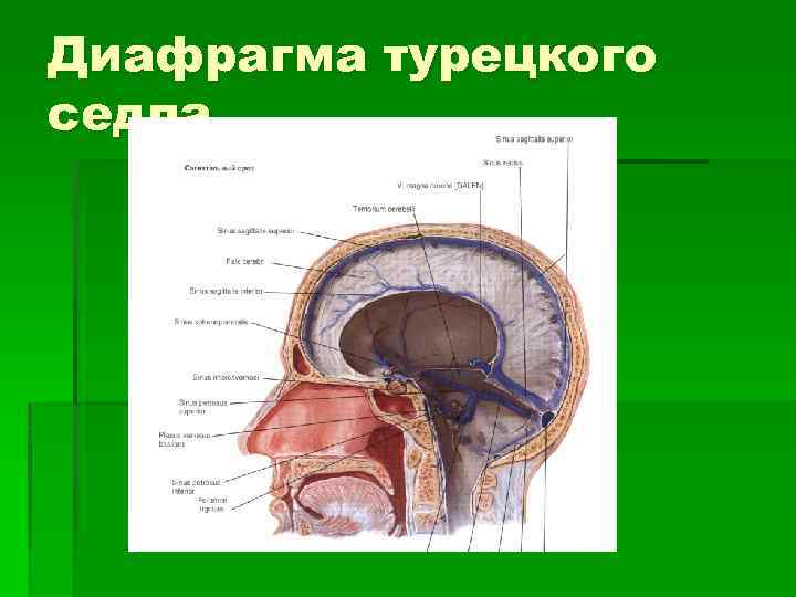 Диафрагма турецкого седла 