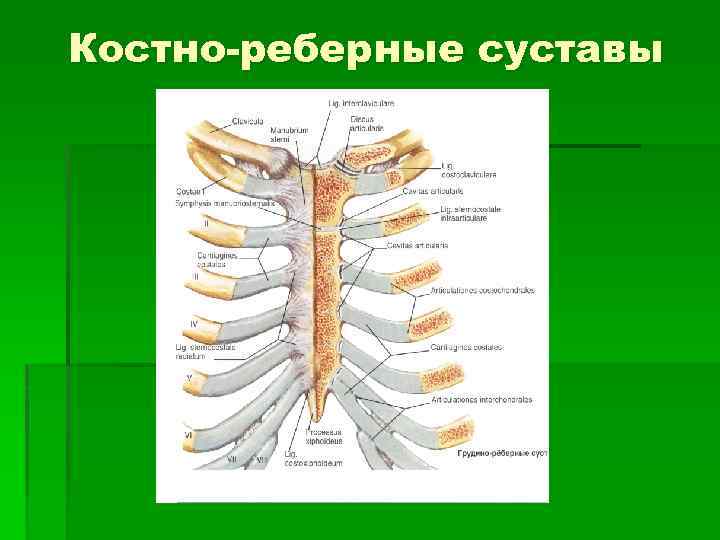 Костно-реберные суставы 