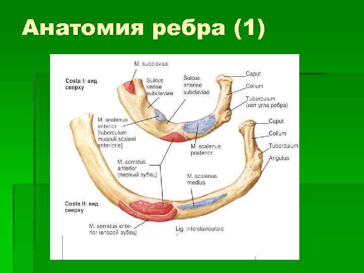 Ребра анатомия