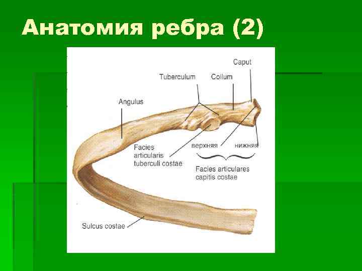 Верхний край ребра. Детали строения костного ребра. Строение ребра анатомия. Строение типичного ребра. Гребень головки ребра анатомия.