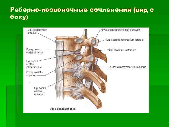 Реберно-позвоночные сочленения (вид с боку) 