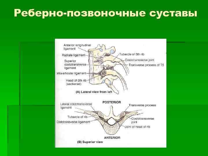 Реберный сустав позвоночника