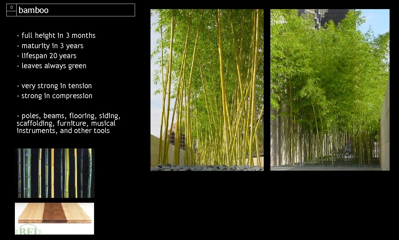 0 bamboo - full height in 3 months - maturity in 3 years -