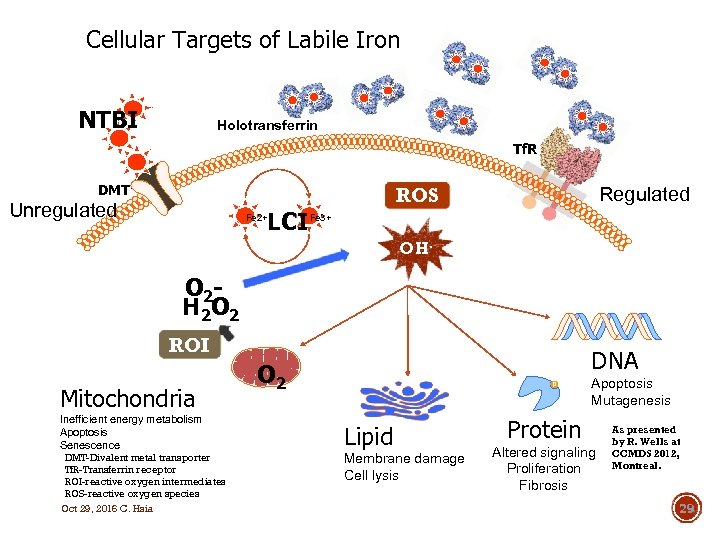 Cellular Targets of Labile Iron NTBI Holotransferrin Tf. R DMT Unregulated Fe 2+ LCI