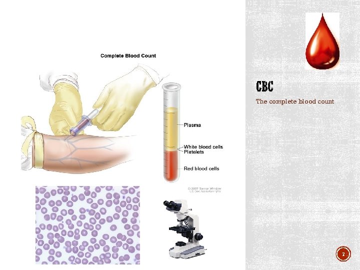 The complete blood count 7 