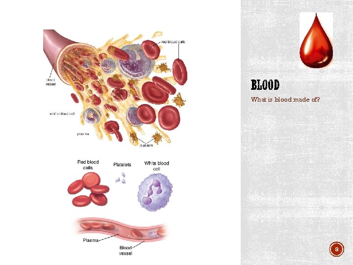 What is blood made of? 8 