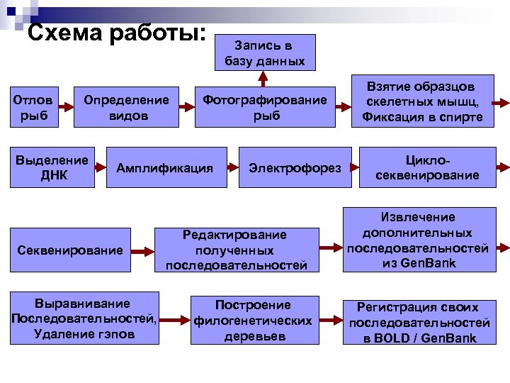 Схема работы: Отлов рыб Определение видов Выделение ДНК Фотографирование рыб Амплификация Секвенирование Выравнивание Последовательностей,