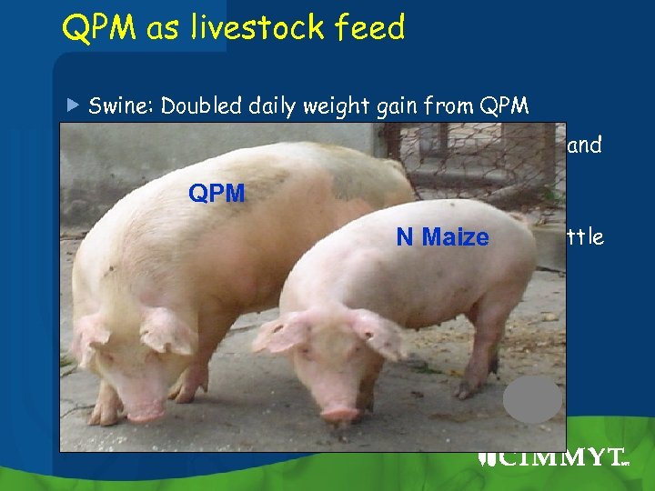 QPM as livestock feed Swine: Doubled daily weight gain from QPM Poultry: methionine is