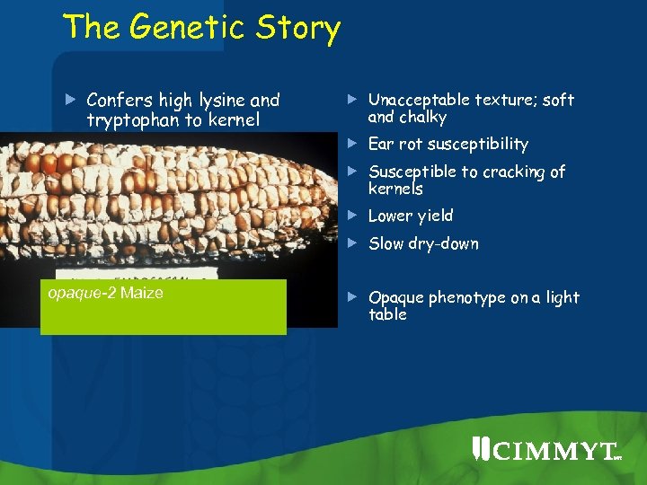 The Genetic Story Confers high lysine and tryptophan to kernel Unacceptable texture; soft and