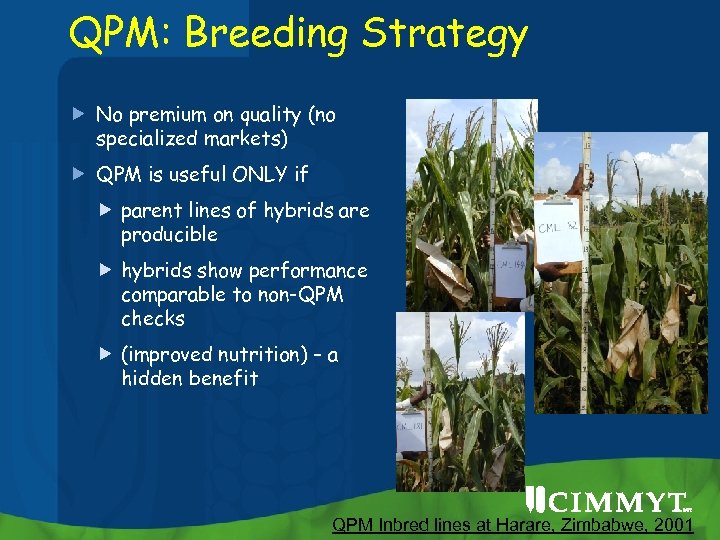 QPM: Breeding Strategy No premium on quality (no specialized markets) QPM is useful ONLY