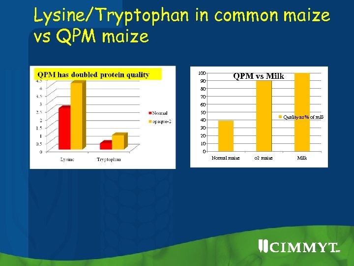 Lysine/Tryptophan in common maize vs QPM maize 100 90 QPM vs Milk 80 70